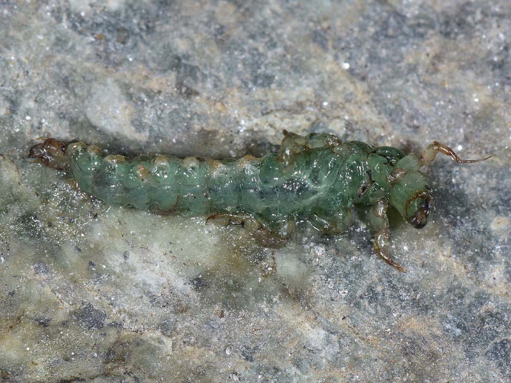 Piccolo mostriciattolo verde: larva di Rhyacophila sp.
